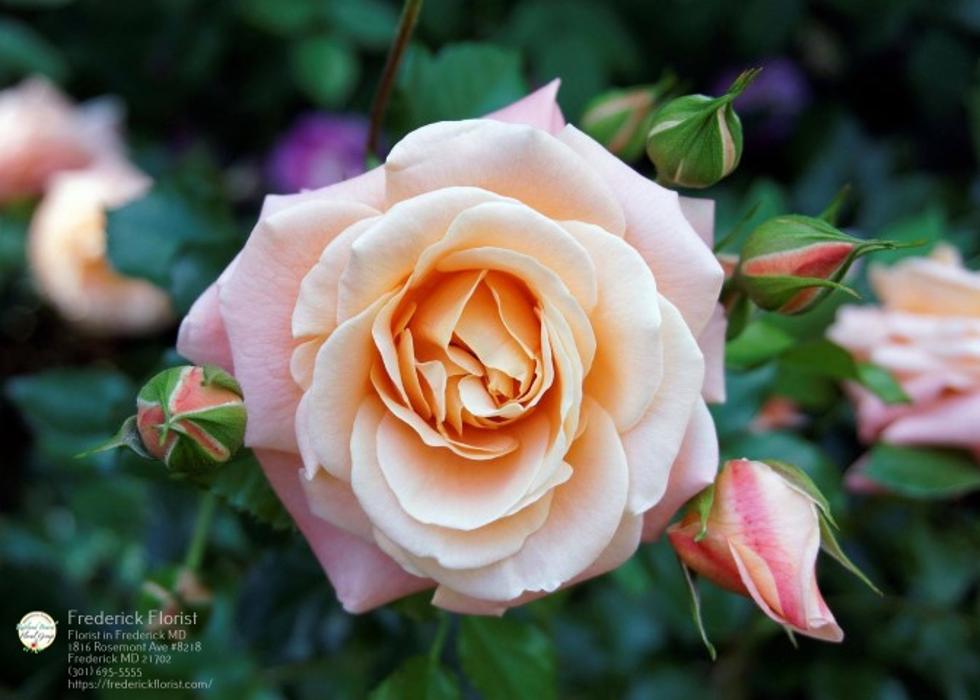The Flower Bucket Image