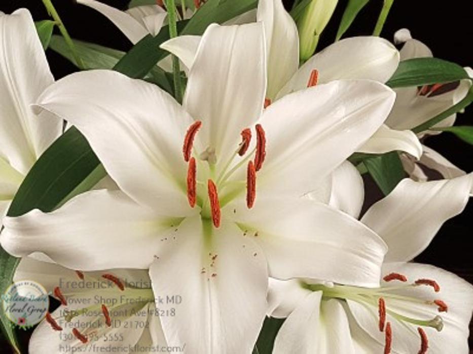 The Flower Bucket Image