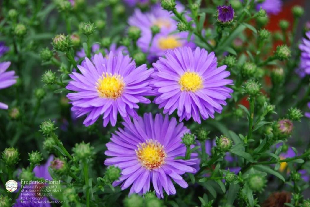 The Flower Bucket Image