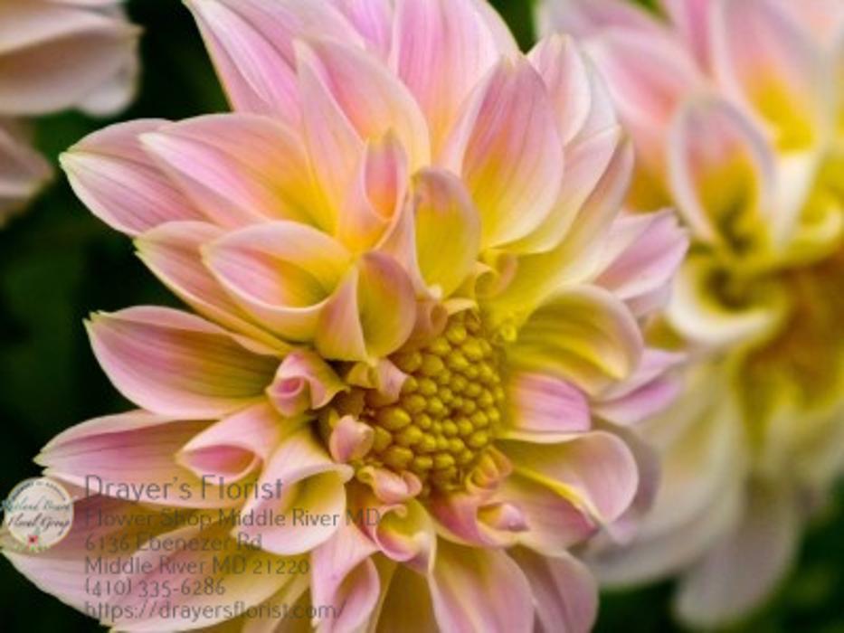 The Flower Bucket - Middle River, MD