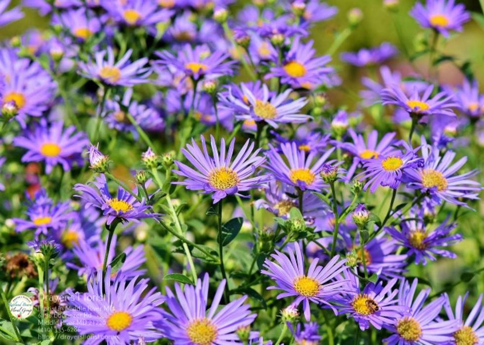 The Flower Bucket - Middle River, MD