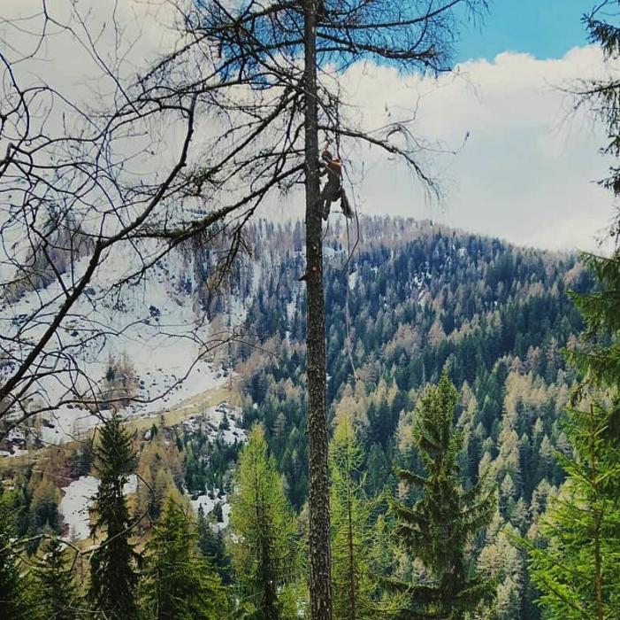 Treebreathe Sàrl, Chemin de la Mortivue in Semsales