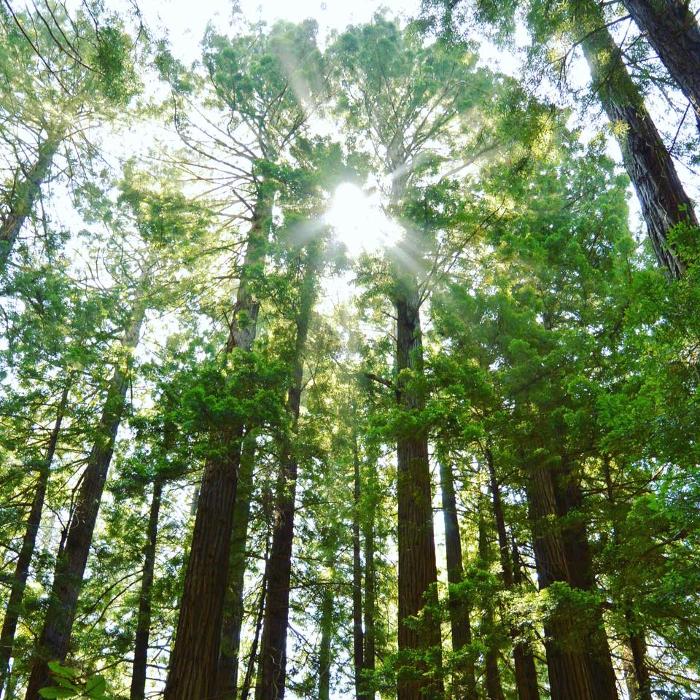 Treebreathe Sàrl, Chemin de la Mortivue in Semsales