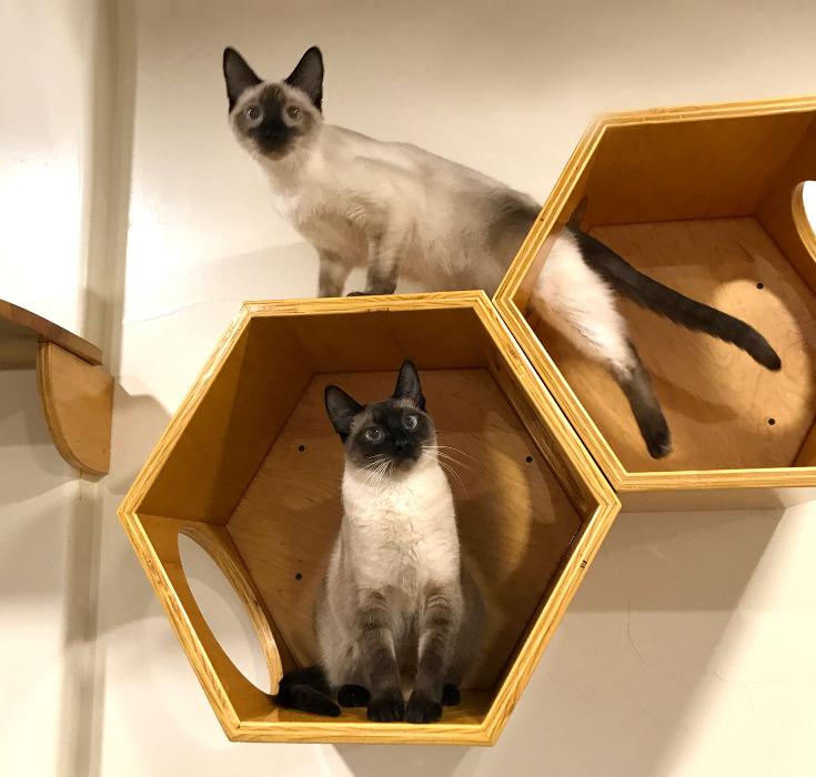 Happy Cats Haven - Manitou Springs, CO