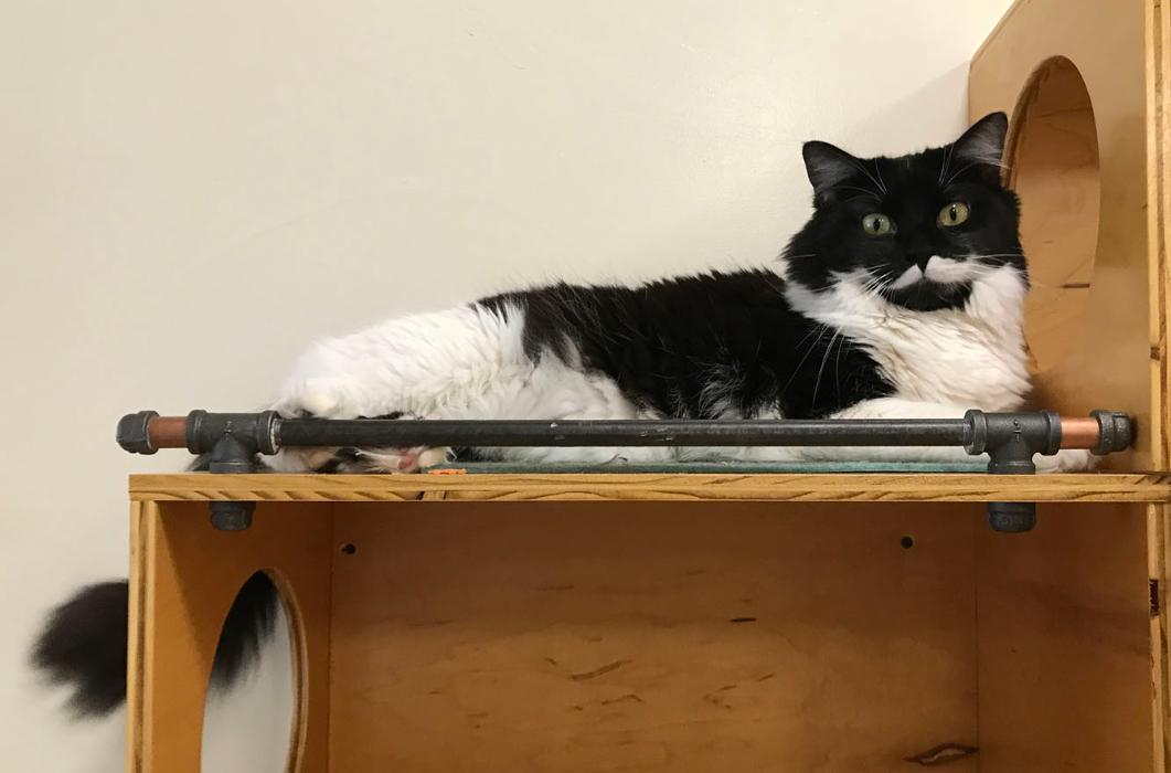 Happy Cats Haven - Manitou Springs, CO