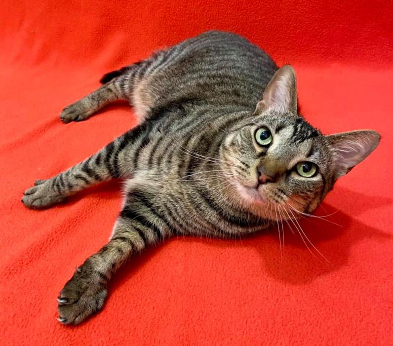 Happy Cats Haven - Manitou Springs, CO