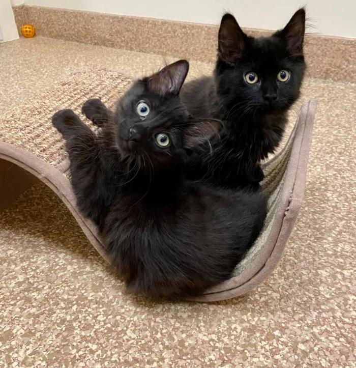 Happy Cats Haven - Manitou Springs, CO