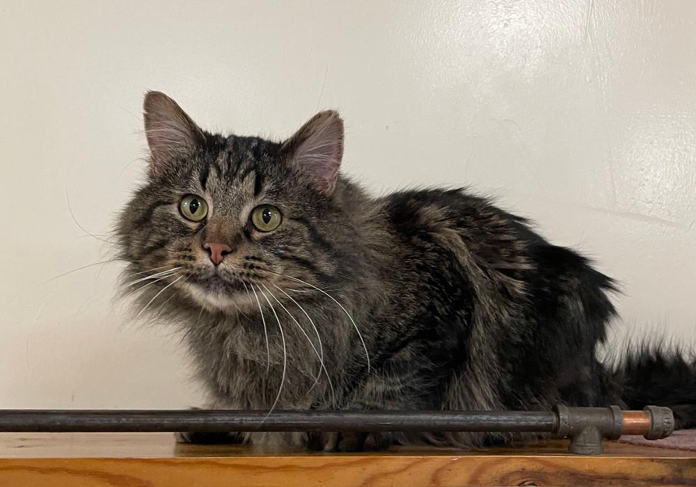 Happy Cats Haven - Manitou Springs, CO