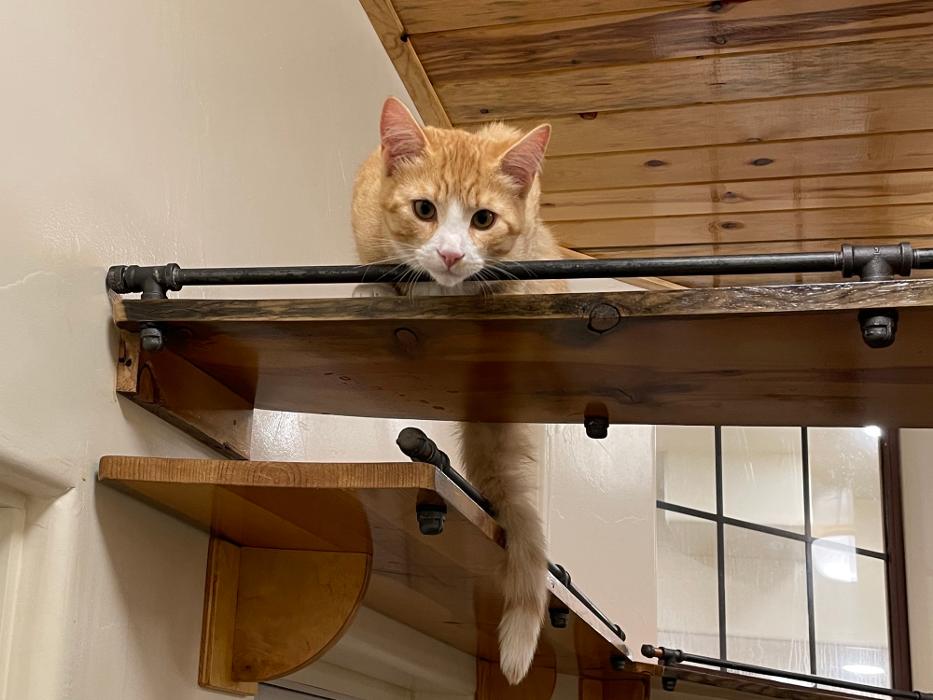 Happy Cats Haven - Manitou Springs, CO