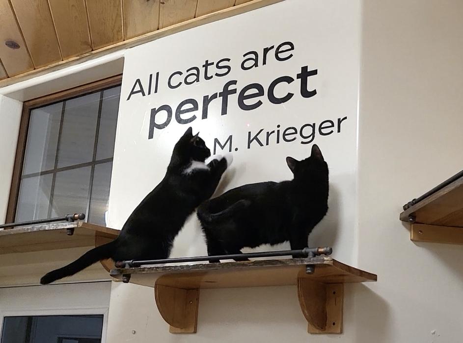 Happy Cats Haven - Manitou Springs, CO