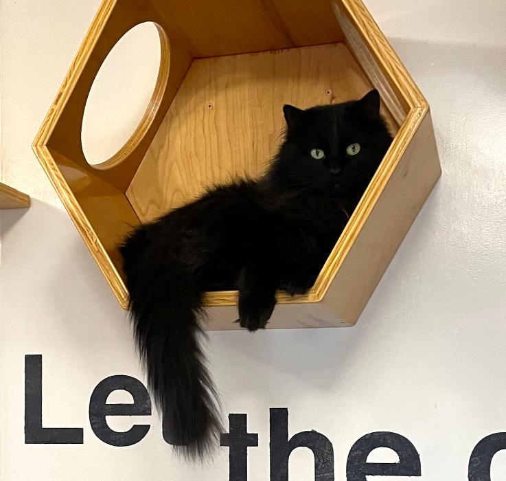 Happy Cats Haven - Manitou Springs, CO