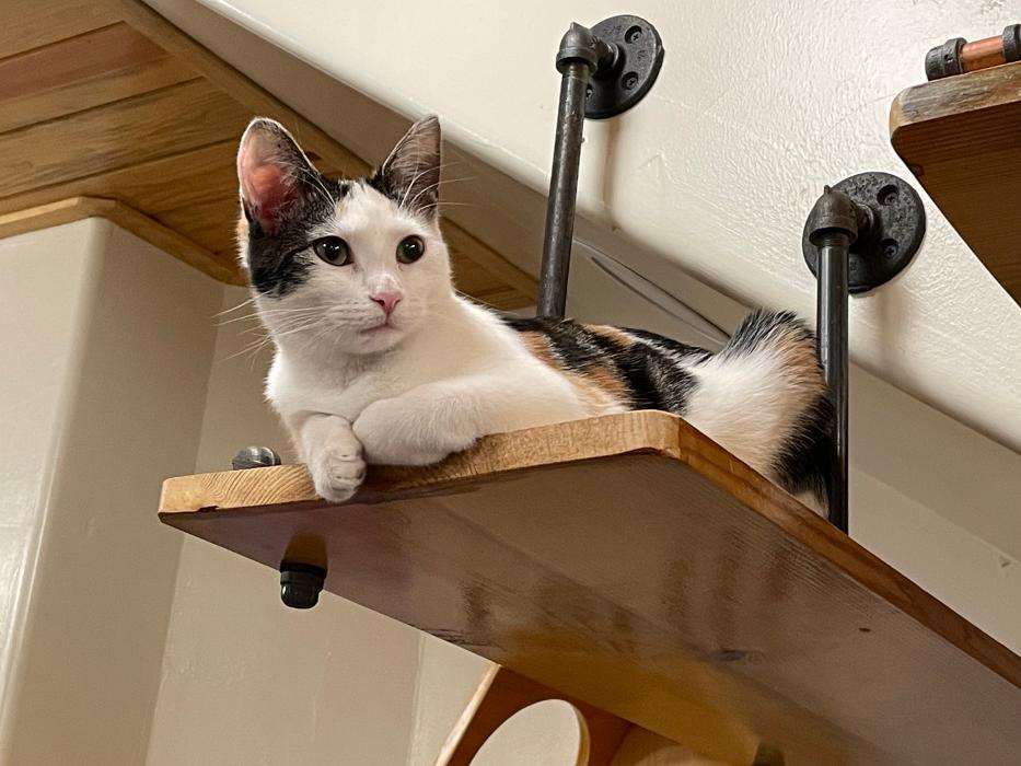 Happy Cats Haven - Manitou Springs, CO