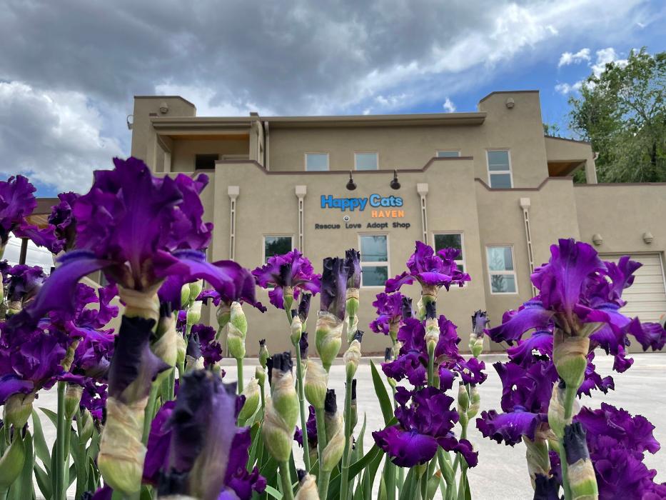 Happy Cats Haven - Manitou Springs, CO