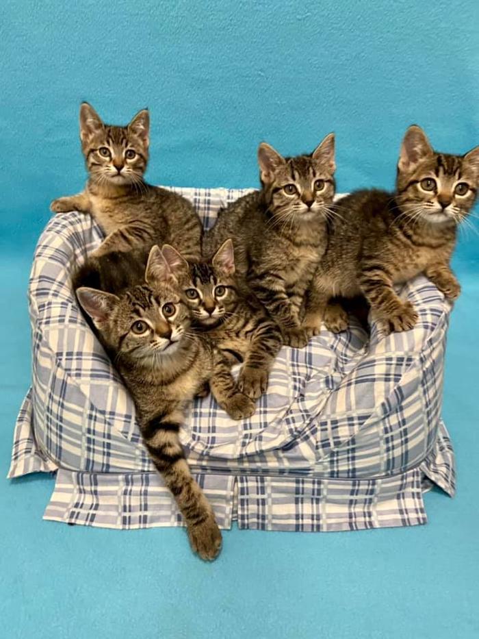 Happy Cats Haven - Manitou Springs, CO