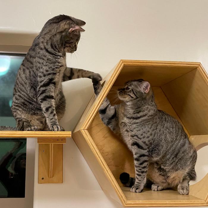 Happy Cats Haven - Manitou Springs, CO