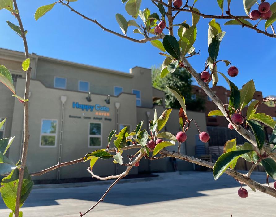 Happy Cats Haven - Manitou Springs, CO