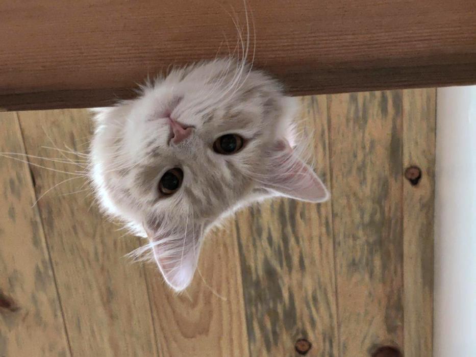 Happy Cats Haven - Manitou Springs, CO