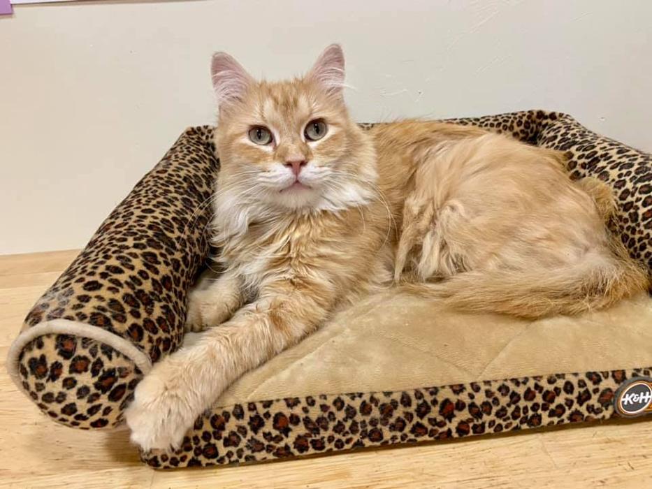 Happy Cats Haven - Manitou Springs, CO