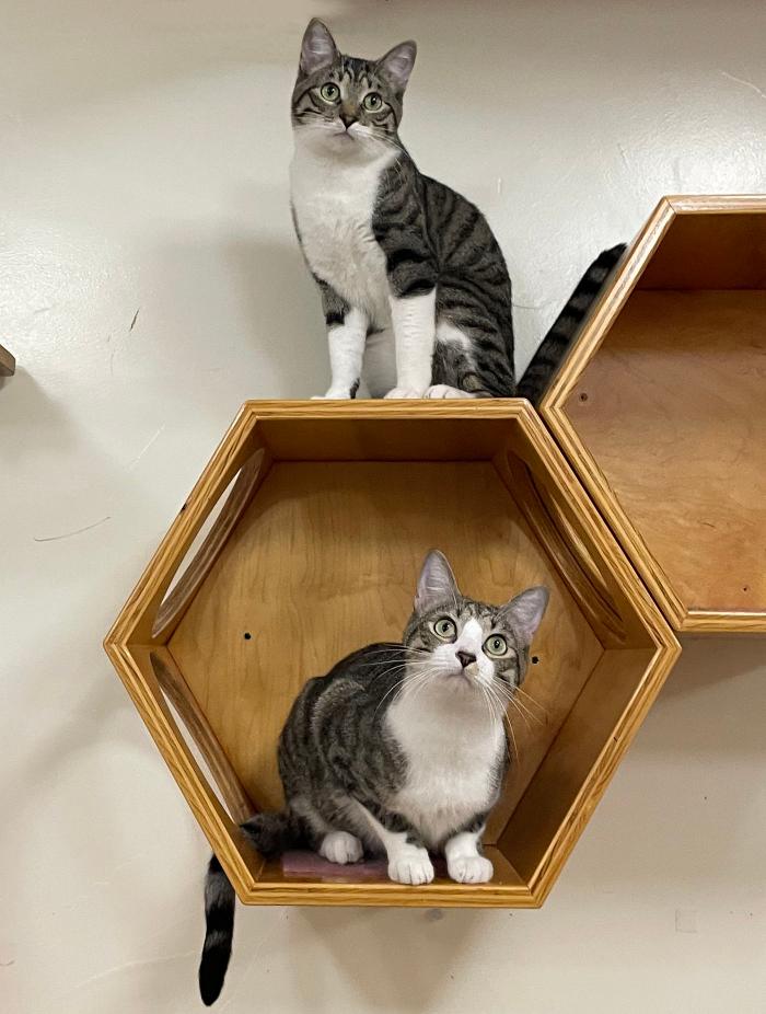 Happy Cats Haven - Manitou Springs, CO