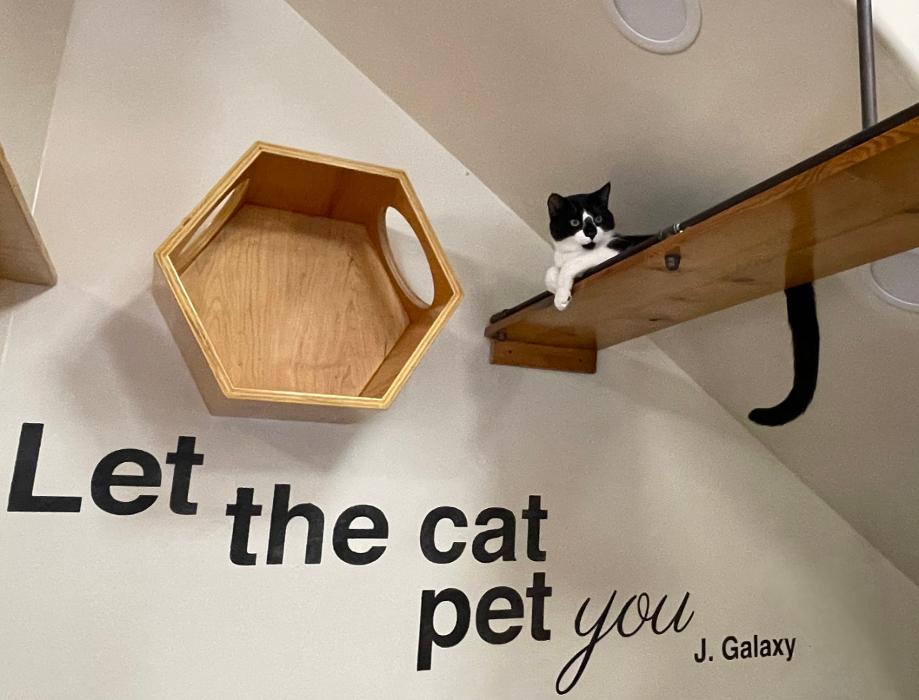 Happy Cats Haven - Manitou Springs, CO