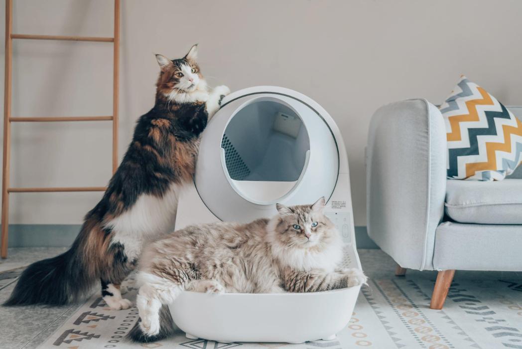 Foto de Catlink New Zealand