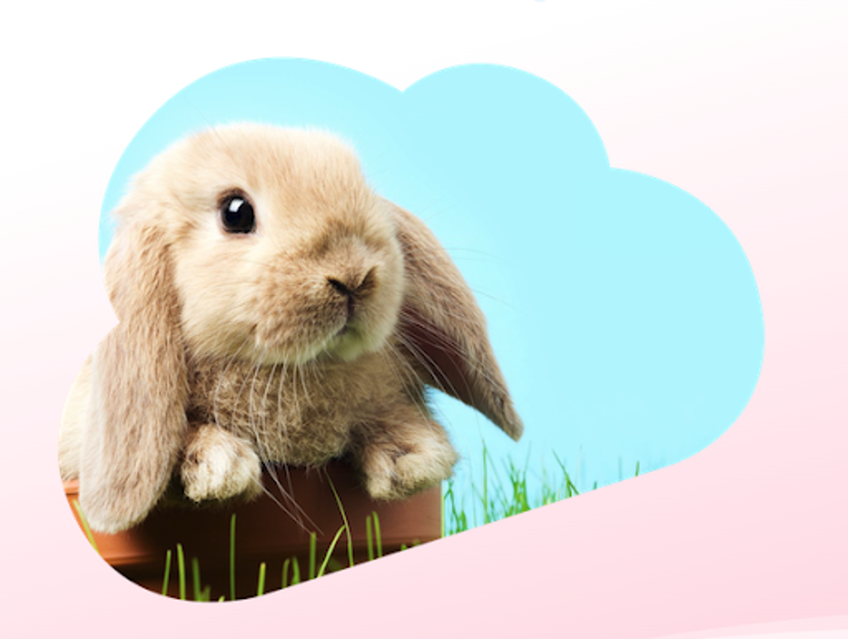 Rabbit Groomers - Mountain View, CA