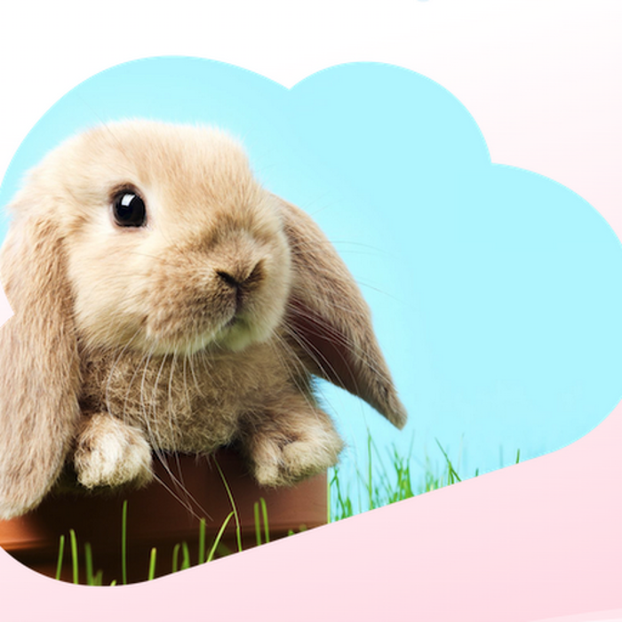 Rabbit Groomers - Mountain View, CA