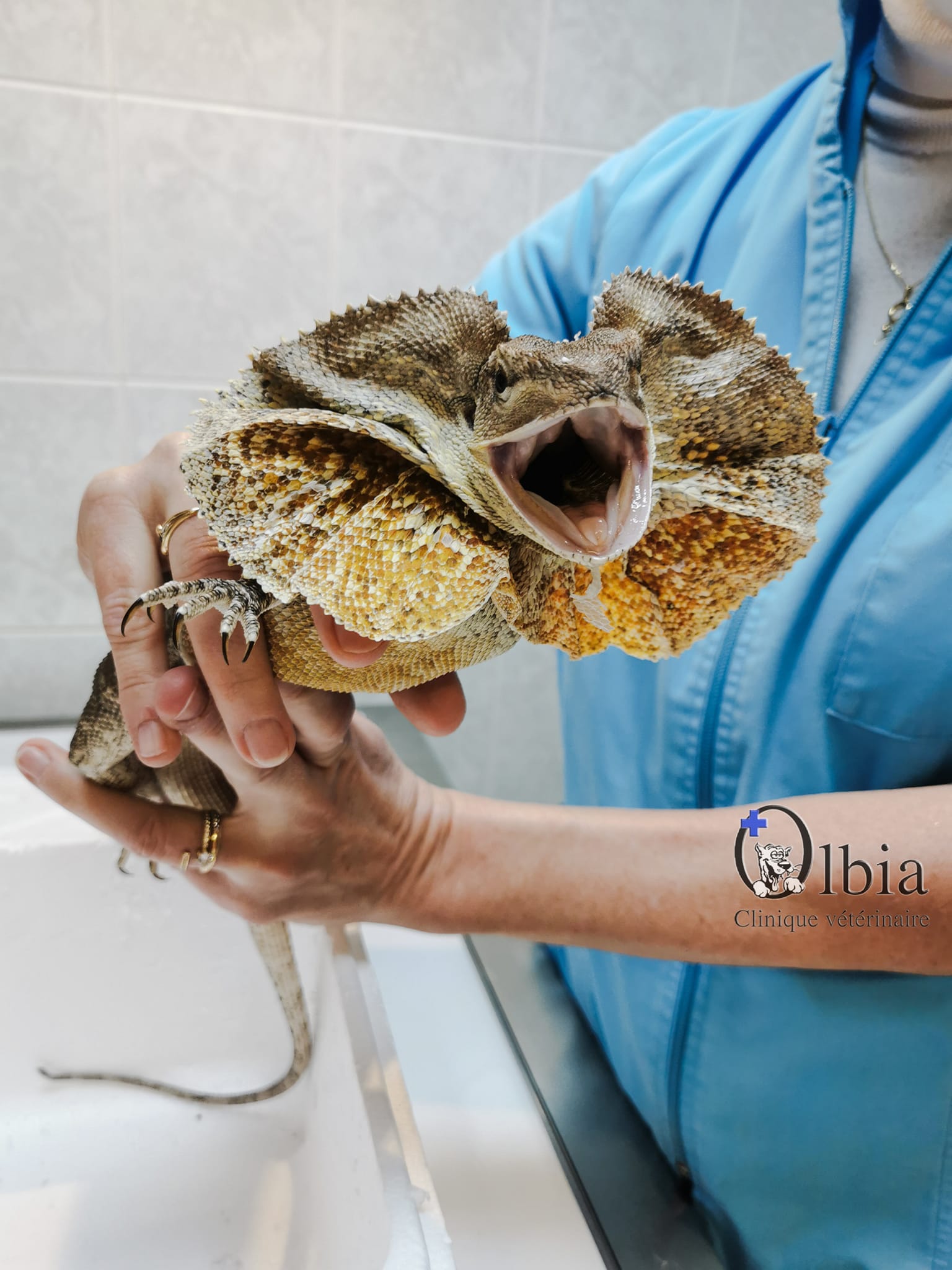 Hospitalisation clinique Olbia Hospitalisation clinique Olbia