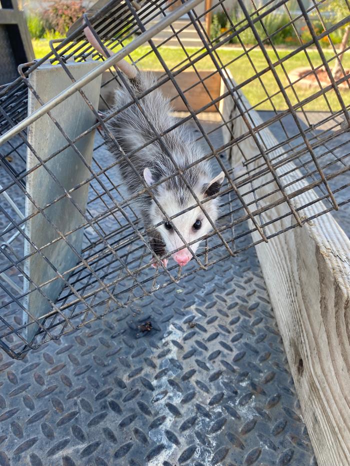 No Moore Pests - Pueblo, CO