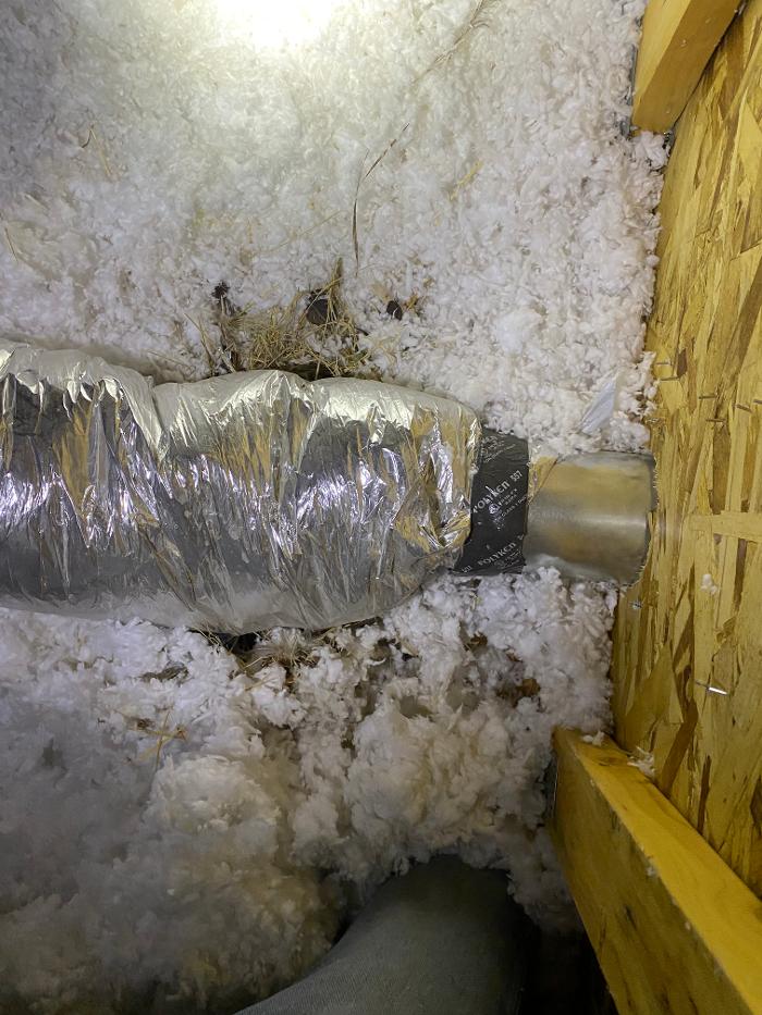 No Moore Pests - Pueblo, CO