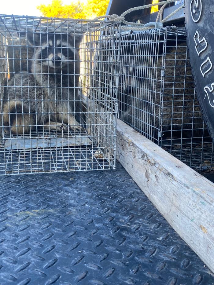 No Moore Pests - Pueblo, CO