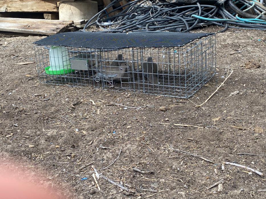 No Moore Pests - Pueblo, CO