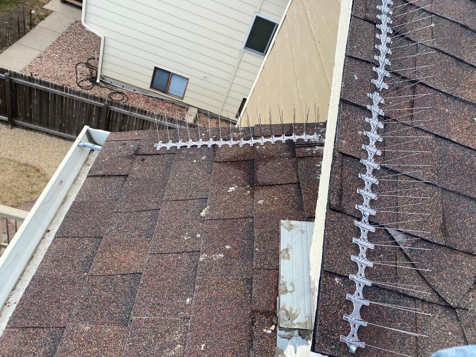 No Moore Pests - Pueblo, CO