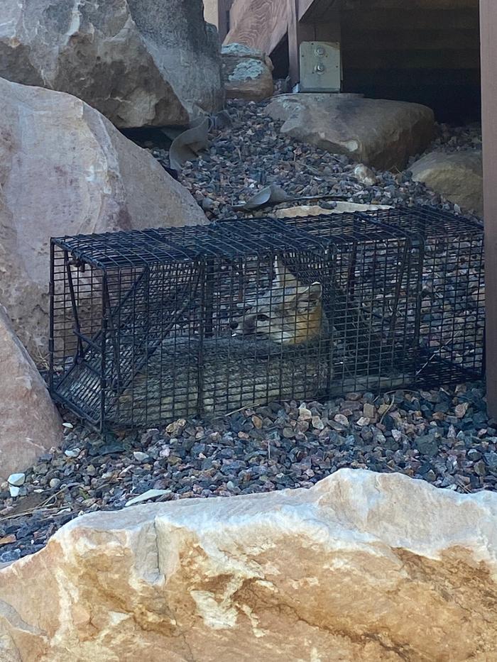 No Moore Pests - Pueblo, CO