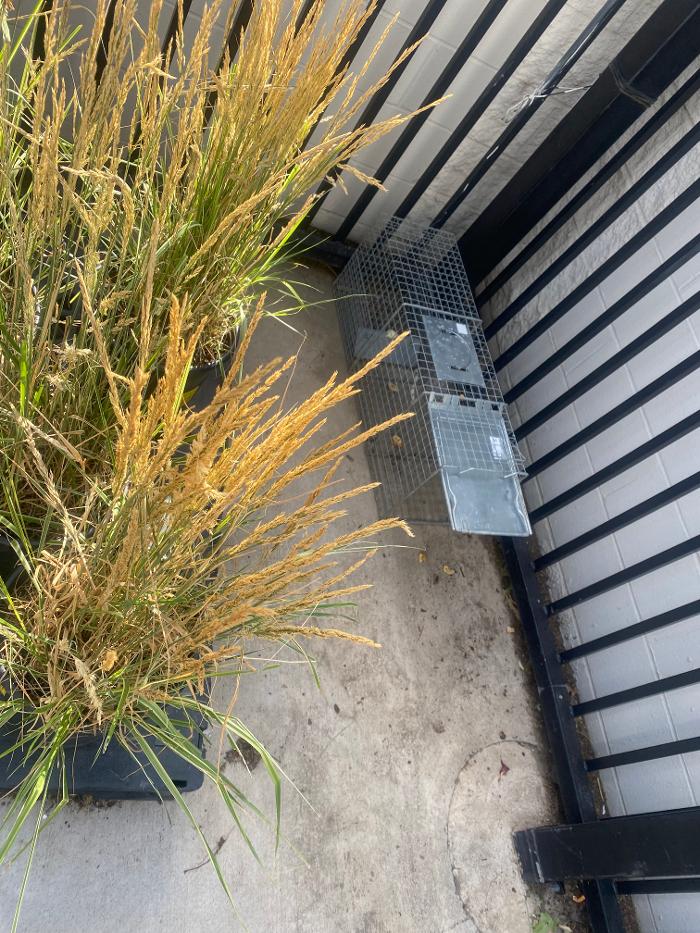 No Moore Pests - Pueblo, CO