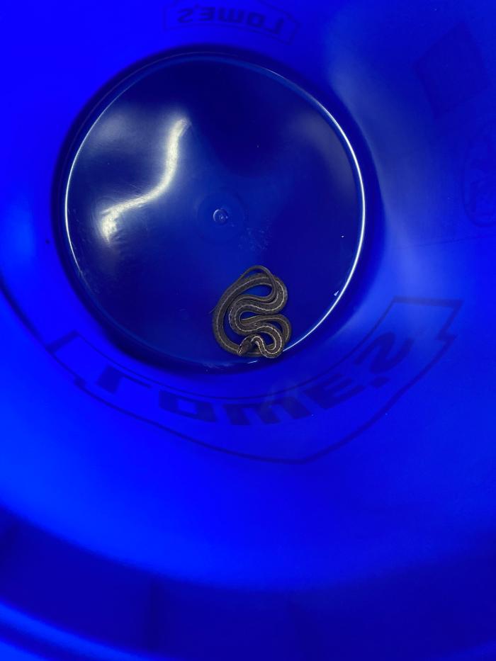 No Moore Pests - Pueblo, CO