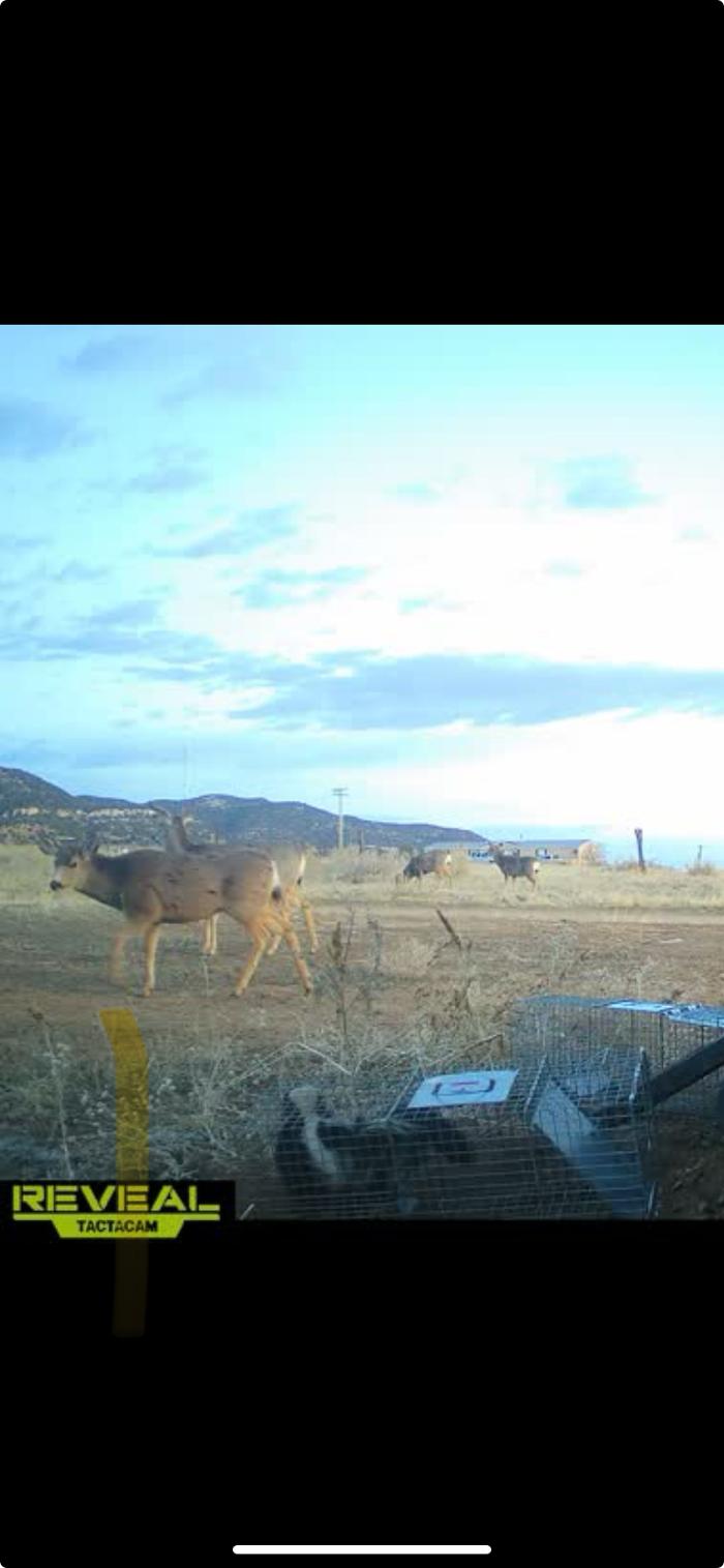 No Moore Pests - Pueblo, CO