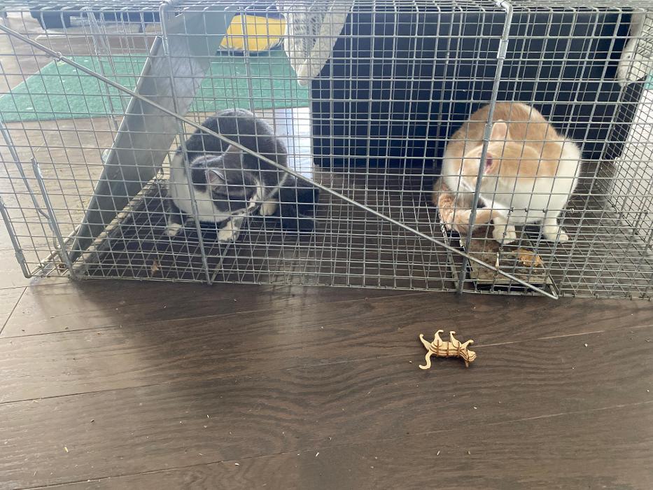 No Moore Pests - Pueblo, CO