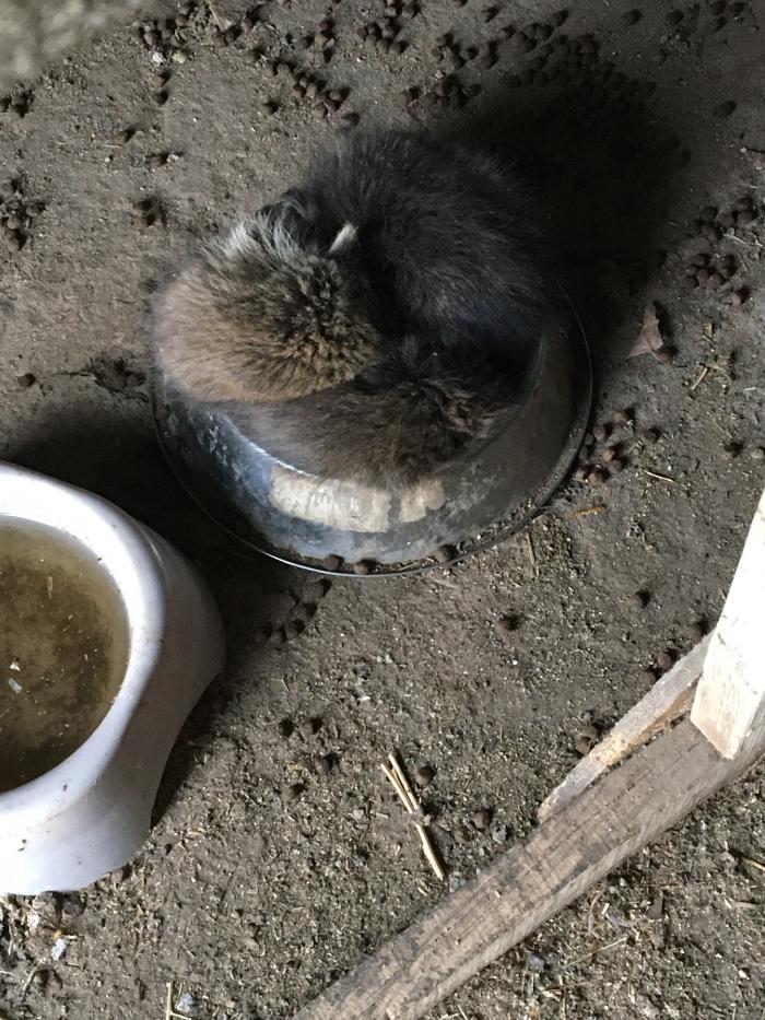 No Moore Pests - Pueblo, CO