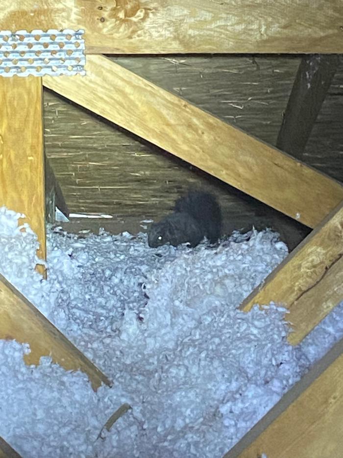 No Moore Pests - Pueblo, CO