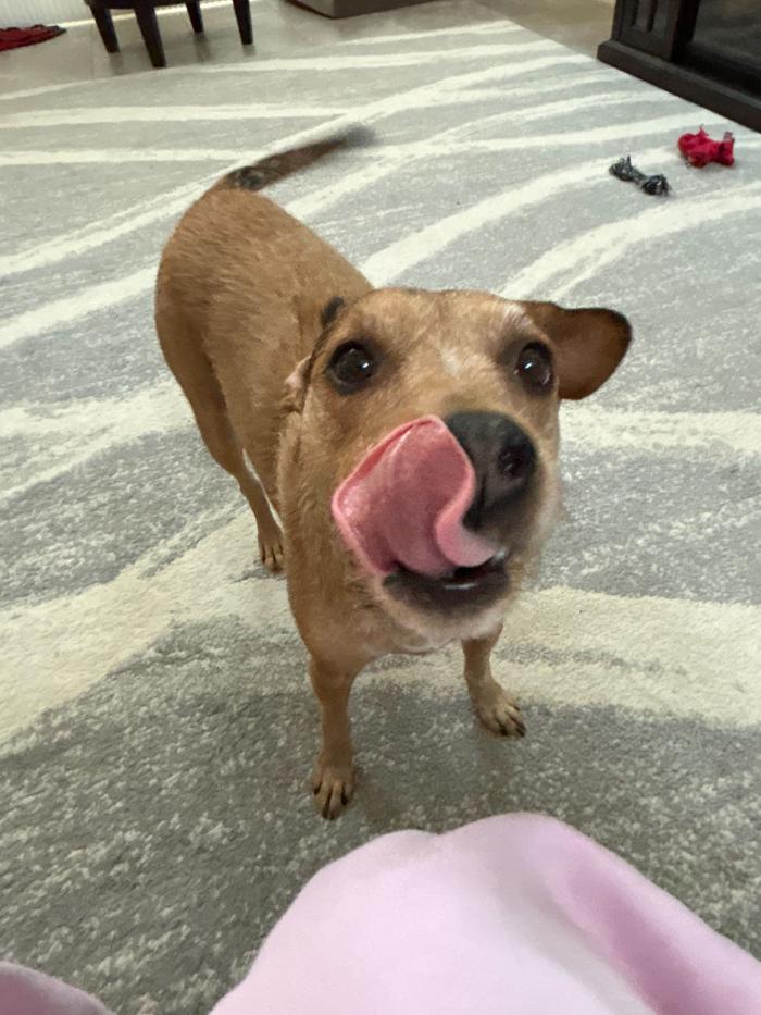 Pawfect Pet Sitter - New River, AZ