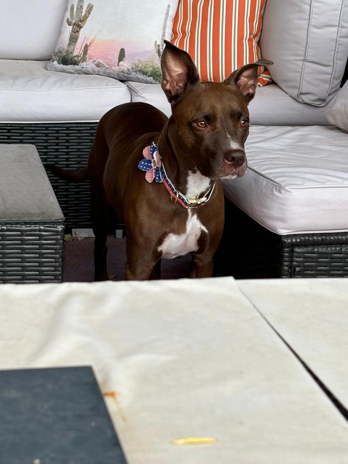 Pawfect Pet Sitter - New River, AZ