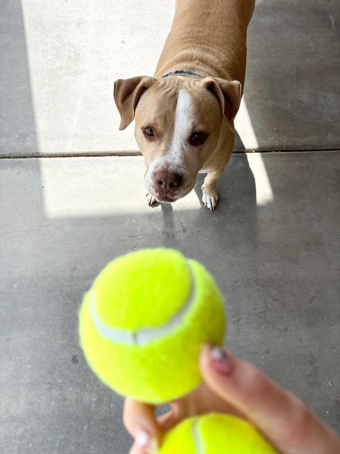 Pawfect Pet Sitter - New River, AZ