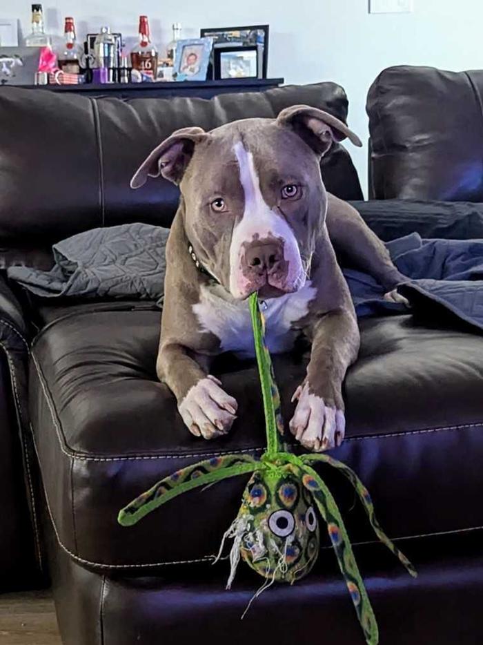 Pawfect Pet Sitter - New River, AZ