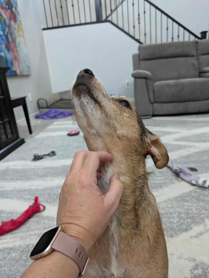 Pawfect Pet Sitter - New River, AZ