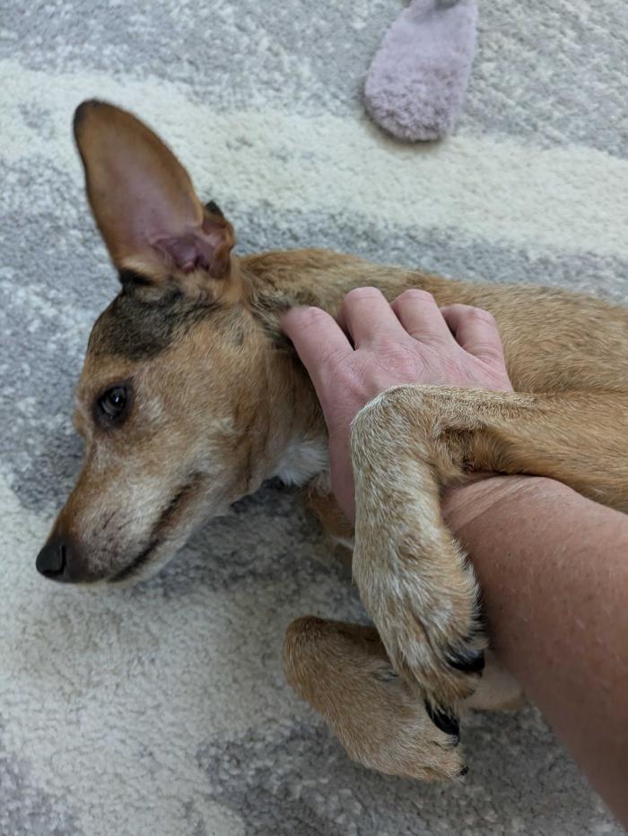 Pawfect Pet Sitter - New River, AZ