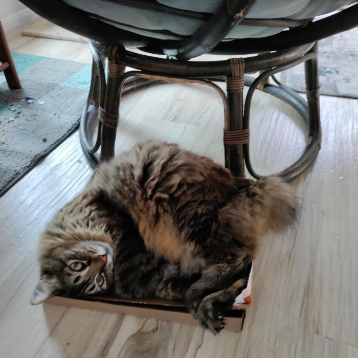 Pawfect Pet Sitter - New River, AZ