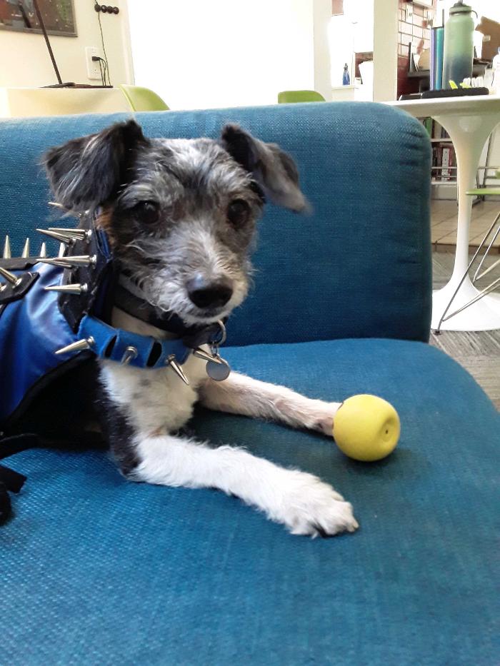 Pawfect Pet Sitter - New River, AZ