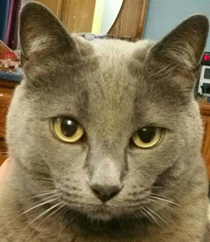 Pawfect Pet Sitter - New River, AZ