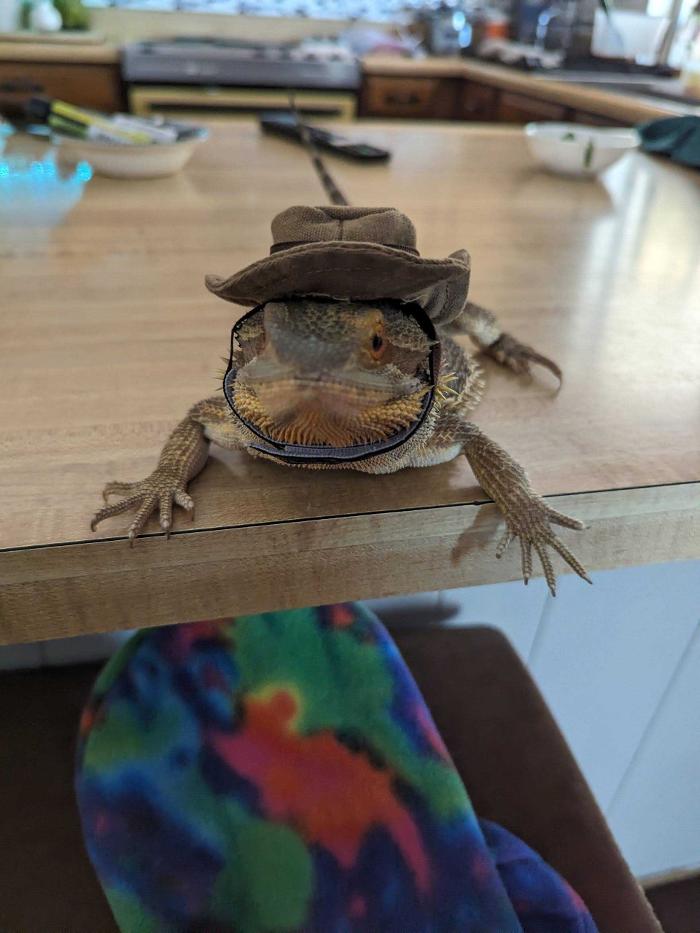 Pawfect Pet Sitter - New River, AZ